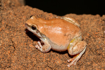 Obraz premium Desert Tree frog resting on red earth