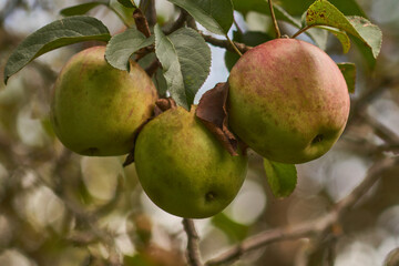 Drei Stück Bio Äpfel am Baum