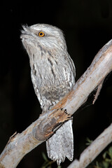 Tawny Frogmouth resting on tree branch