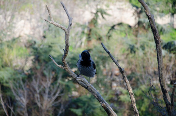 blue winged blackbird
