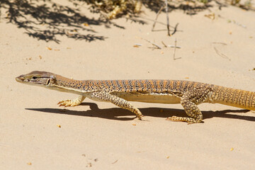 Gould's Sand Goanna with ticks on head