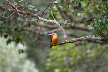 Brown - winged Kingfisher