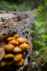 mushrooms on a tree trunk