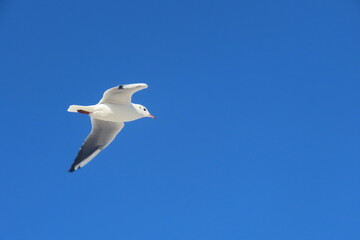 Black-headed seagull in-flight