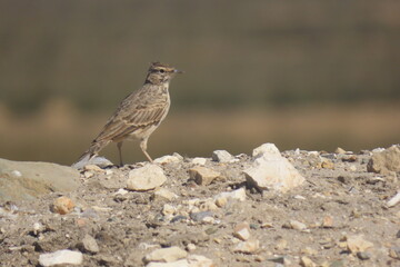European calandra lark standing on a rocky hill
