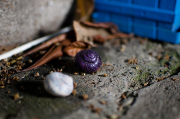 black pepper on a wooden table