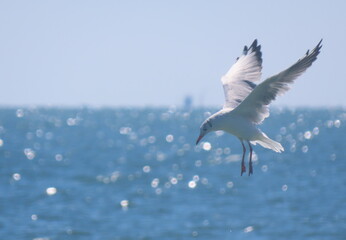 Fototapeta na wymiar Black-headed seagull in-flight landing on shiny sea water