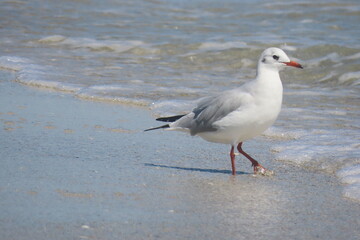 Black-headed seagull standing on seashore