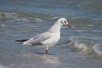 Fototapeta premium Black-headed seagull standing on seashore