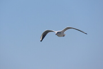 Black-headed seagull in flight