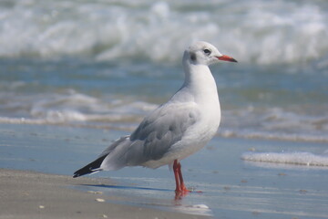 Black-headed seagull standing on seashore