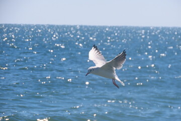 Black-headed seagull in-flight landing on shiny sea