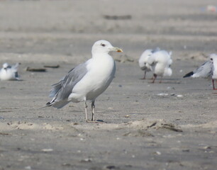 Yellow-legged seagull standing on sand with more seagulls in background
