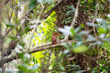 Ruddy Kingfisher