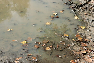 Yellow fallen leaves in a muddy puddle on a dirt road