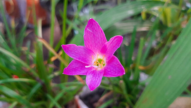 Pink Rain Lily Flower. Flower Photo