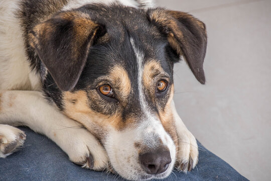 Portrait of a mixed breed black and white dog with its head resting behind its front paws image in horizontal format