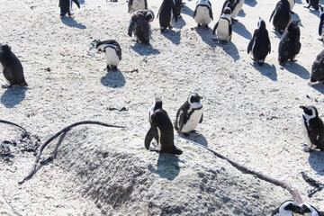 Pinguine in Südafrika