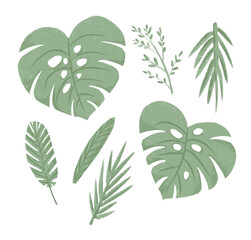 Tropical botanical illustration isolated on the white background. Monstera leaf and palm branches.