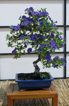 Blossom Blue Solanium or Blue Potato bush bonsai in blue planter
