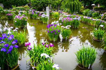 연못에 가득한 꽃과 식물