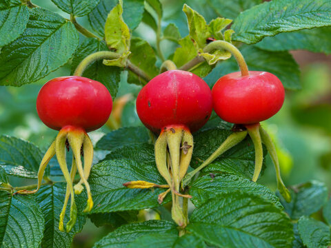 Closeup of three large red rose hips on a bush in late summer