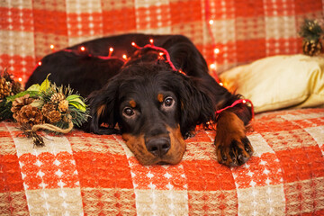 setter in Christmas garlands.The dog is lying on the sofa.The New Year Holiday.Christmas at home with cute Pets