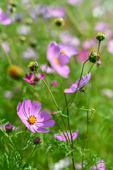 pink Cosmos bipinnatus flowers close-up growing under sunlight beautiful abstract natural background © niknikp