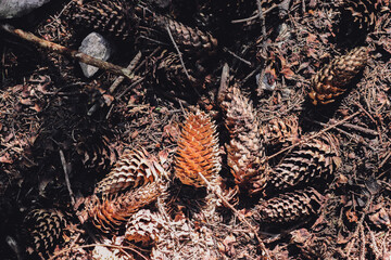 pine cones in the forest and tree branches