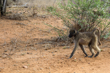 Affe im Krüger Nationalpark 