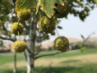 Durian fruit on tree in public park
