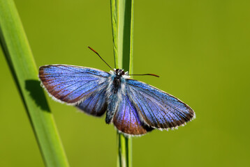 Reverdin's Blue butterfly - Plebejus argyrognomon, beautiful small blue butterfly from European meadows and grasslands, Zlin, Czech Republic.
