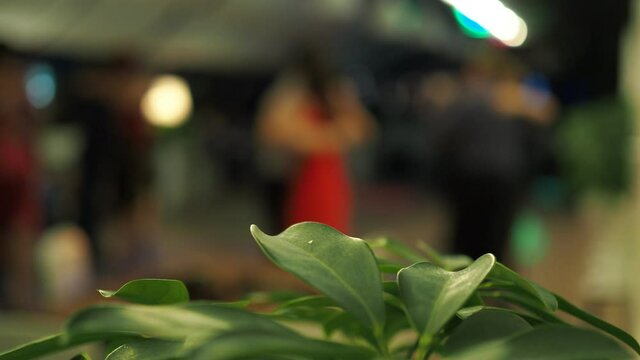 Tango. Plant leaves close - up on the background of couples dancing tango in colored lights. Out of focus, bokeh.