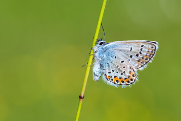 Reverdin's Blue butterfly - Plebejus argyrognomon, beautiful small blue butterfly from European meadows and grasslands, Zlin, Czech Republic.
