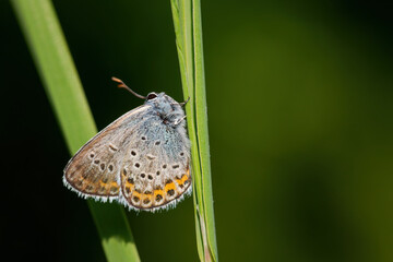 Reverdin's Blue butterfly - Plebejus argyrognomon, beautiful small blue butterfly from European meadows and grasslands, Zlin, Czech Republic.