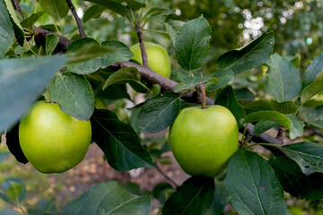 Green juicy apples hanging on the branches tree apple tree green leaves autumn harvest autumn gifts raw food