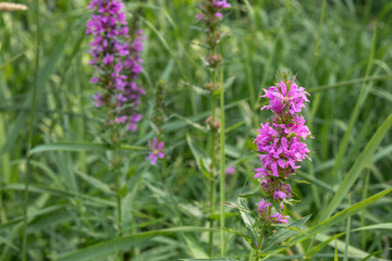 Fototapeta premium Lythrum salicaria flower