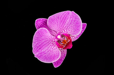 purple orchid phalaenopsis flower on a black background