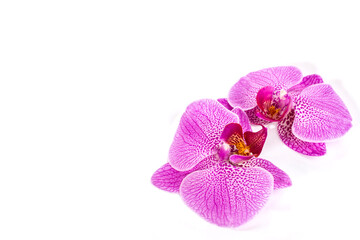 couple orchid flower isolated on white background close up