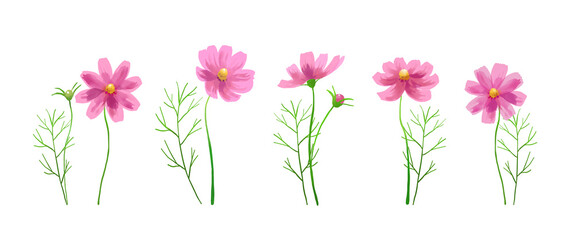 Isolated vector illustration of pink cosmos flowers. Hand painted watercolor background. © SHIROKUMA-DESIGN