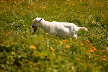 A large white goat with a long beard grazes in a meadow with green grass and eats it