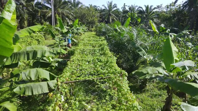 Bitter gourd Momordica charantia farmer and  shot of fresh ripe bitter gourds on arbors; organic vegetable in a garden Thailand.