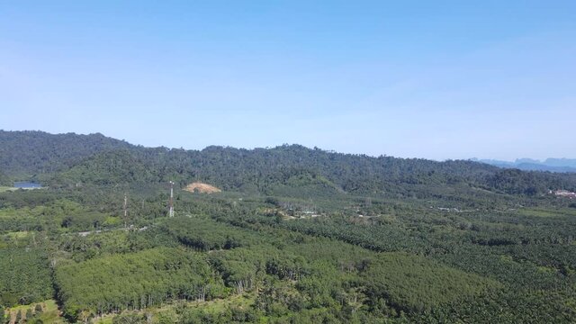 Palm plantation and para plantation in southern Thailand