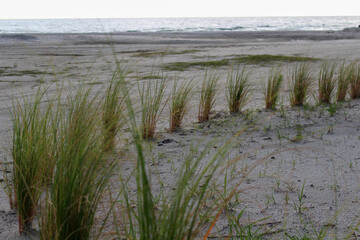 Strand Düne Meer Florida Wasser Gras 