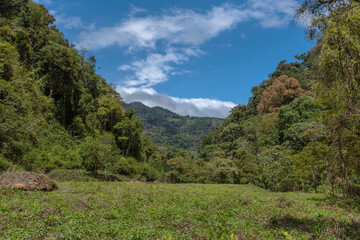 tropical cloud forest in Baru Volcano National Park, Panama