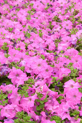 Obraz premium pink flowers in the garden