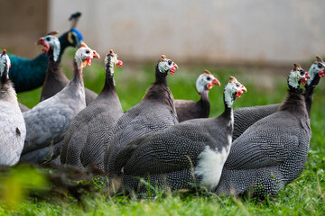 Helmeted guineafowl