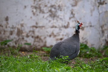 Helmeted Guineafowl
