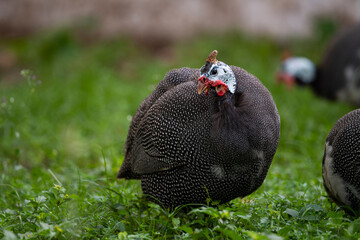 Helmeted Guineafowl