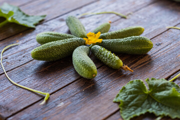 Composition of fresh garden cucumbers, flowers and leaves on a wooden table